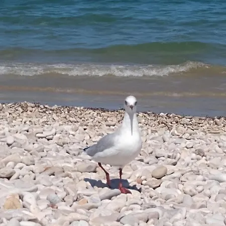 Luxury - Via Sulmona 17 בית הארחה פסקרה